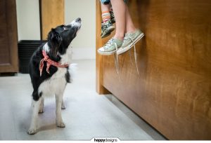 <strong>Celebrity dog Momo</strong> ∙ <a href="/findmomo/">click here for the full set</a>